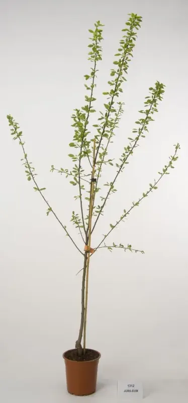 Eenvoudig retourneren | Pruimenboom (Prunus domestica ‘Jubileum‘)