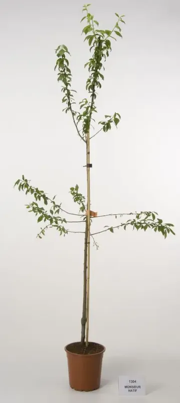 Pruimenboom (Prunus domestica ‘Monsieur Hatif‘) | Online bestellen