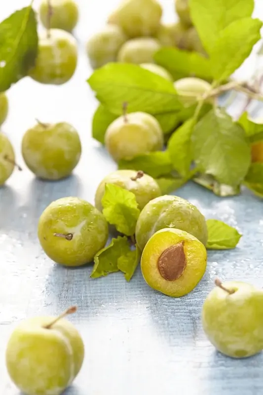 Expreslevering | Pruimenboom (Prunus domestica ‘Reine Claude Verte‘)