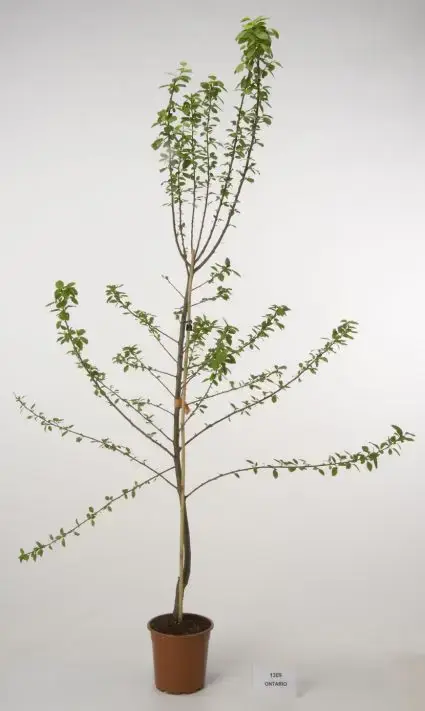 Pruimenboom (Prunus domestica ‘Ontario‘) | Direct beschikbaar
