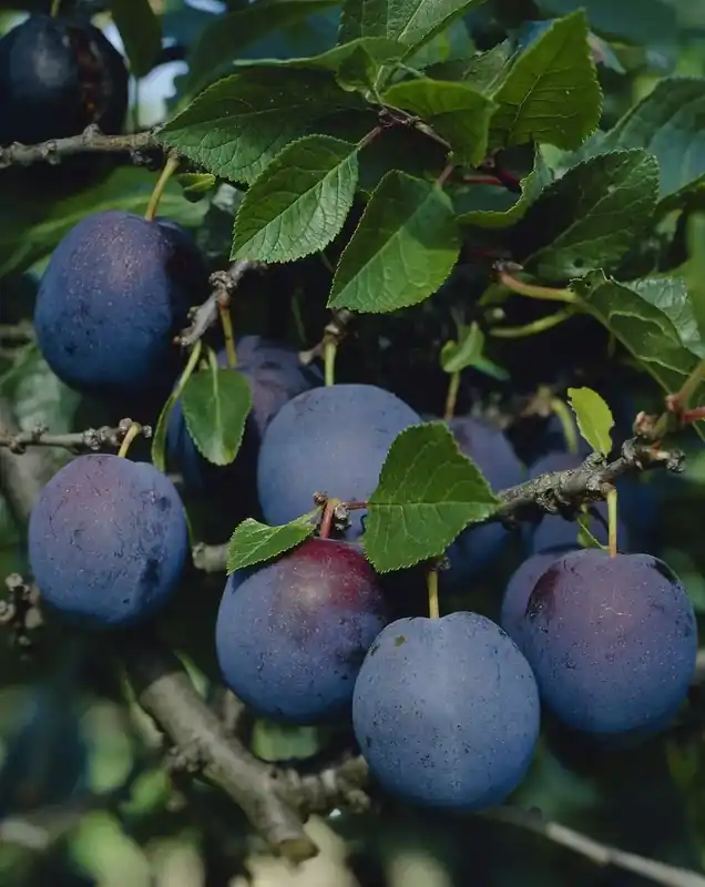 Pruimenboom (Prunus domestica ‘Bleu de Belgique‘) - Superprijs