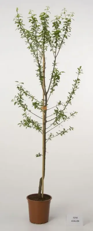 Nieuw binnen - Pruimenboom (Prunus domestica ‘Avalon‘)