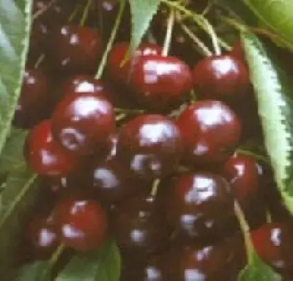 Tijdelijke aanbieding - Kersenboom (Prunus avium ‘Varikse Zwarte‘)