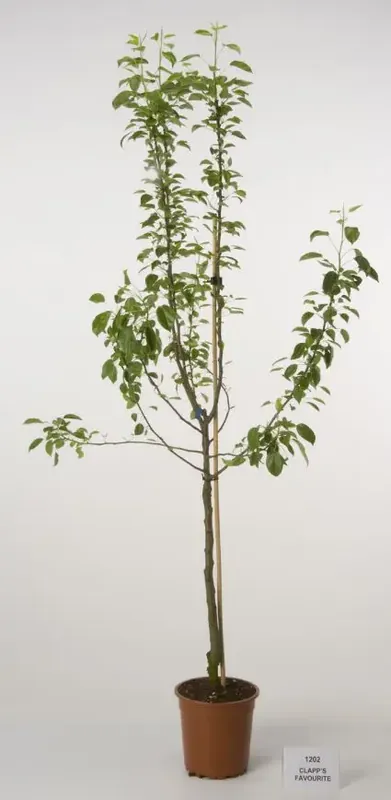 Perenboom (Pyrus communis ‘Clapp‘s Favourite‘) - Koopje