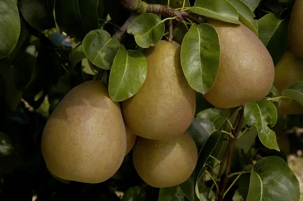 Perenboom (Pyrus communis ‘Beurre Hardy‘) - Opruiming