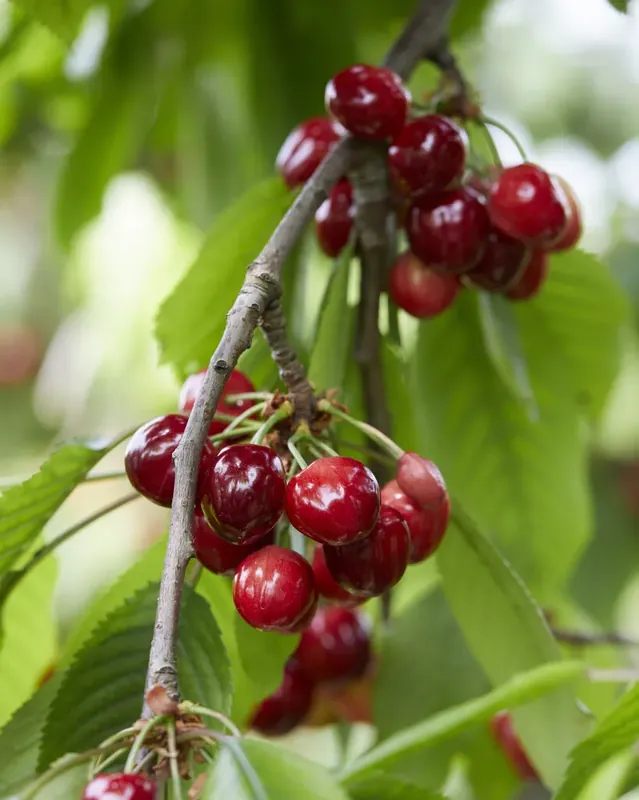 Kersenboom (Prunus avium ‘Meikers‘) - Fabrieksprijs