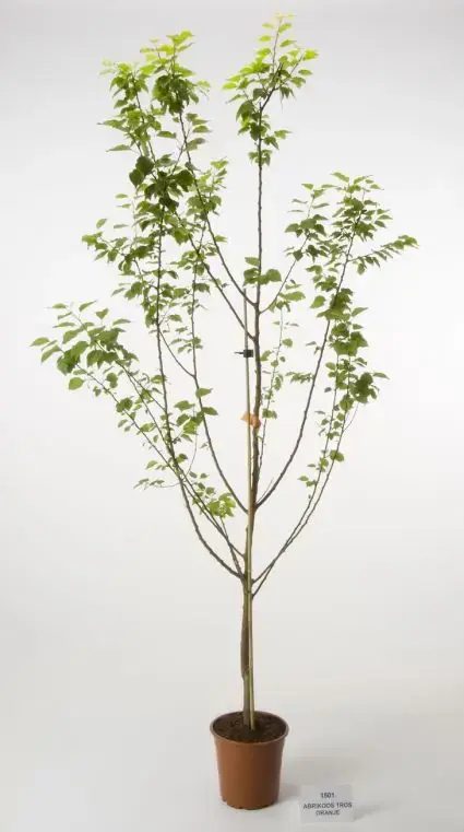 Op = op - Abrikozenboom (Prunus armeniaca ‘Tros Oranje‘)