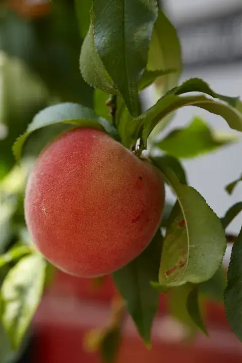 Shop nu | Perzik als halfstam (Prunus persica ‘Fayette‘)