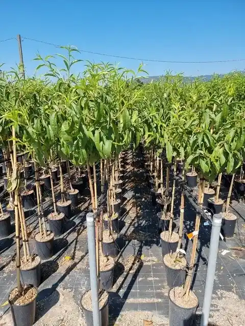 Zeer goed beoordeeld - Abrikoos als halfstam (Prunus armeniaca ‘Antonio errani‘)