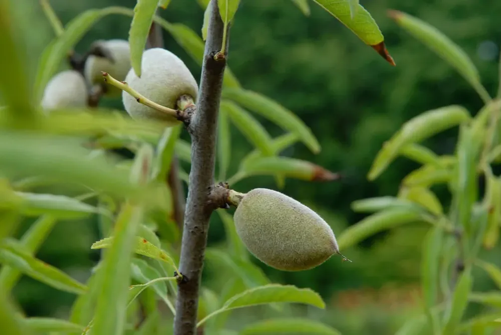 Flitsaanbieding - Amandelboom (Prunus amygdalus ‘Guscio duro‘)