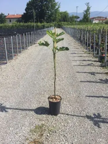 Veel voordeel - Vijg op stam (Ficus carica ‘Rouge de Bordeaux‘)