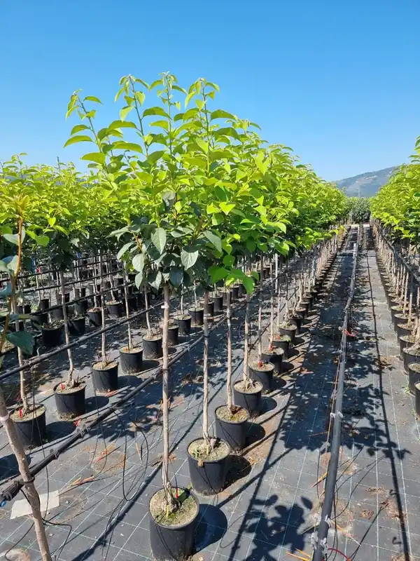 Kaki als halfstam (Diospyros kaki ‘Tipo‘) | Makkelijk bestellen