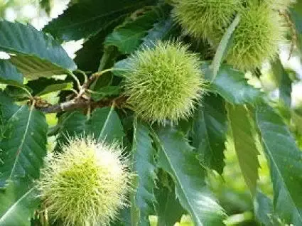 Beste prijs - Tamme kastanje als halfstam (Castanea sativa)