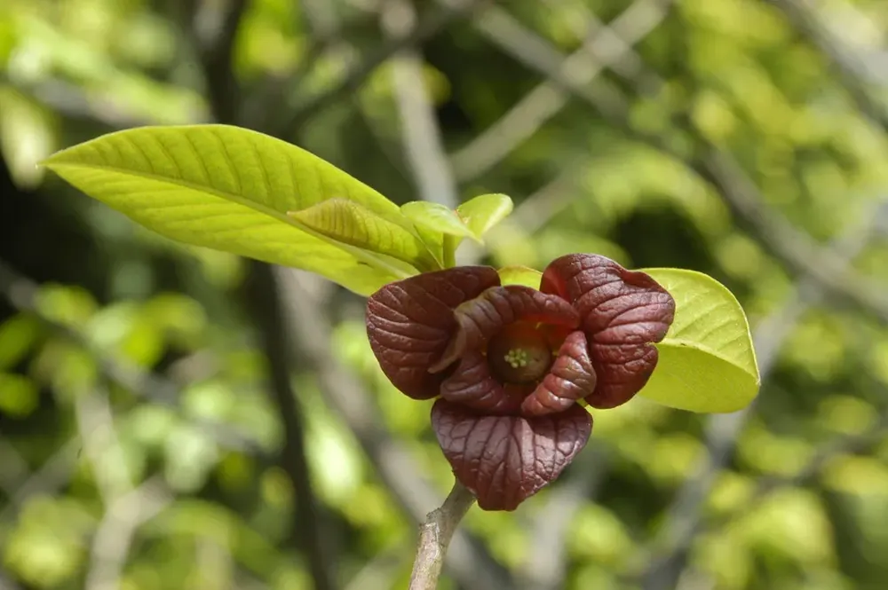 Professionele kwaliteit | Pawpaw (Asimina triloba)