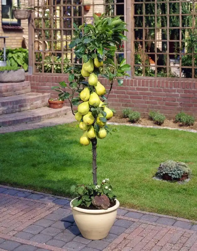 Zeer goed beoordeeld | Zuil-peer (Pyrus communis ‘Obelisk‘)