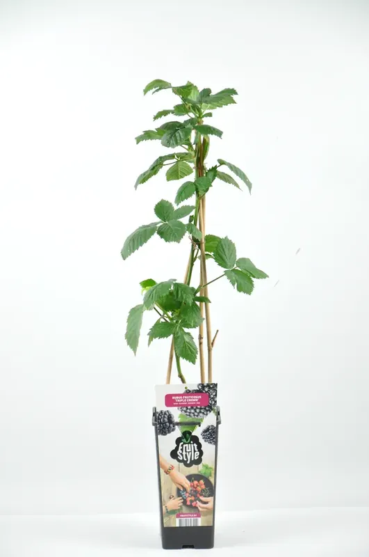 Braam (Rubus frut. ‘Triple Crown‘) - Nu beschikbaar