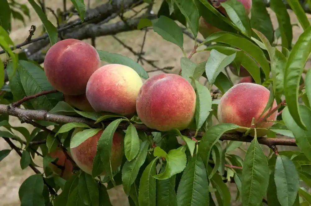 Perzikboom (Prunus persica ‘Amsden‘) - Populair bij klanten