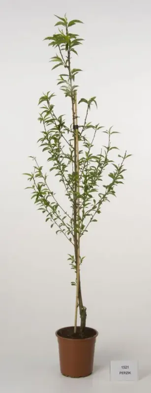 Profiteer nu - Perzikboom (Prunus persica)
