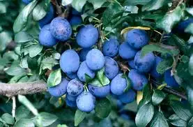 Topprijs | Pruimenboom (Prunus domestica ‘Damson‘)