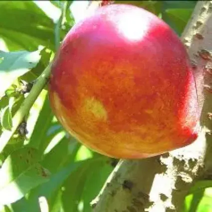 Perzikboom (Prunus persica ‘Brugnon‘) - Wees er snel bij