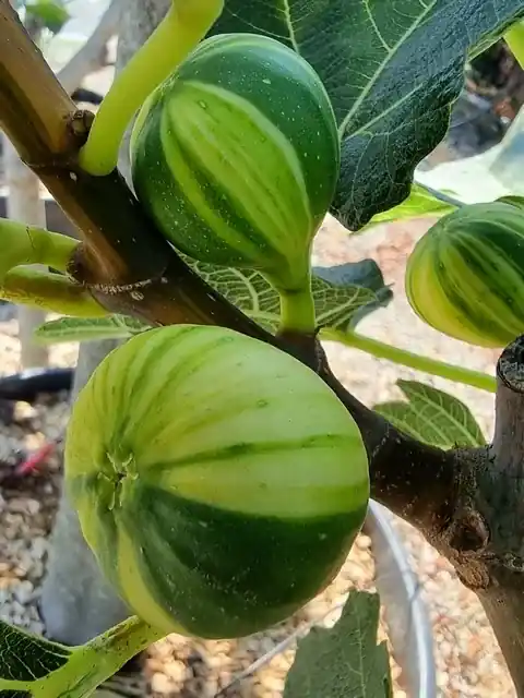 Alleen vandaag - Vijg (Ficus carica ‘Panache‘)