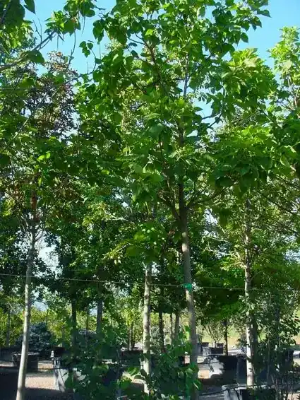 Trompetboom (Catalpa bignonioides) | Hoog gewaardeerd