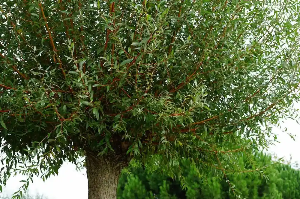 Opruiming - Knotwilg (Salix alba ‘Chermesina‘)
