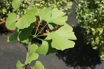 Japanse Notenboom (Ginkgo biloba) | Zeer goed beoordeeld