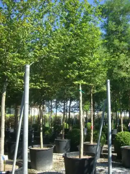 Rechtstreeks uit de fabriek | Haagbeuk als boom (Carpinus betulus)