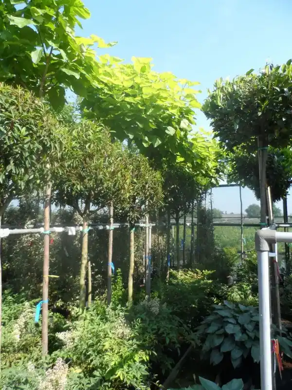 Gele trompetboom (Catalpa bignonioides ‘Aurea‘) | Aanbieding loopt bijna af