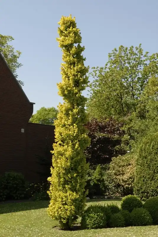 Goudiep (Ulmus hollandica ‘Wredei‘) - Direct bestellen