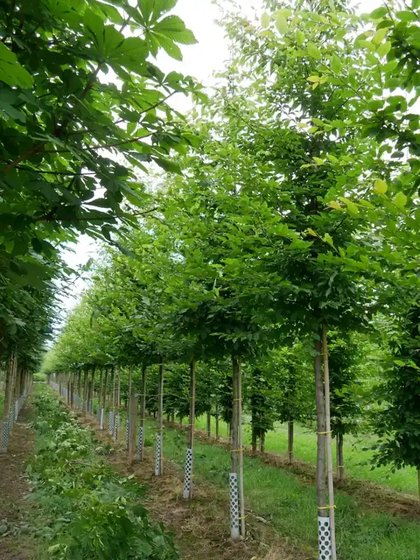 Haagbeuk als Grote boom (Carpinus betulus) | Direct kopen
