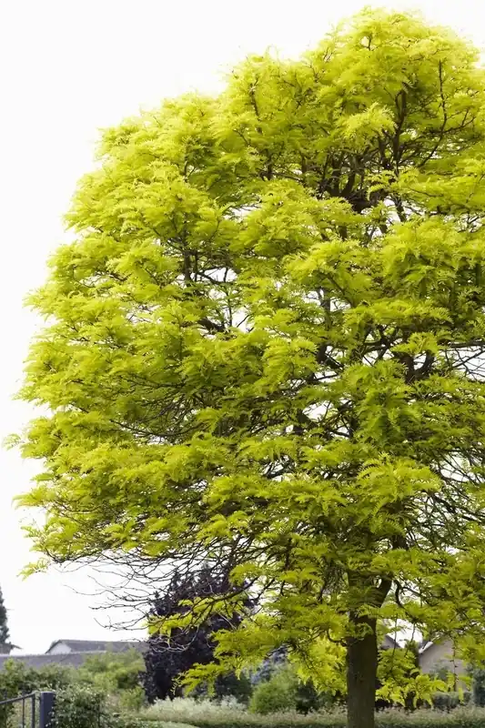 Gele acacia (Robinia pseudoacacia ‘Frisia‘) - Hoge kwaliteit