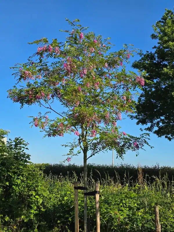 Snelle levering - Roze acacia (Robinia margaretta ‘Casque Rouge‘)