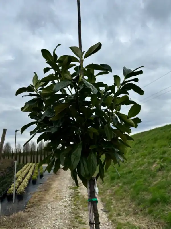Dagdeal | Laurier als boom (Prunus laurocerasus ‘Novita‘)