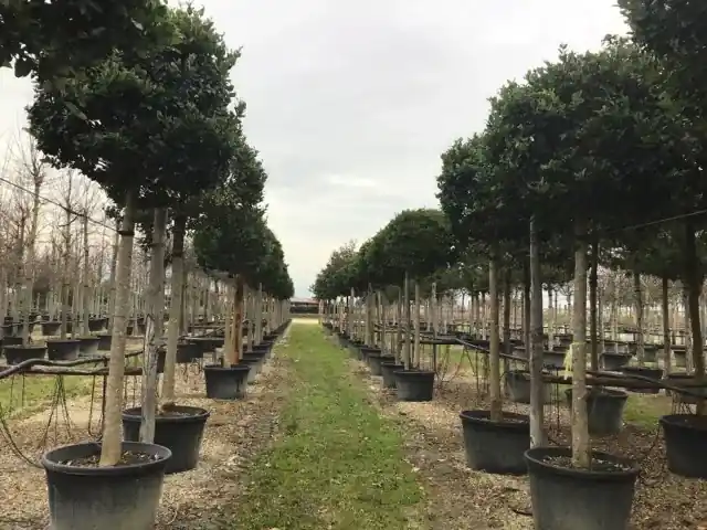Liguster als boom (Ligustrum japonicum ‘Texanum‘) | Veel gevraagd