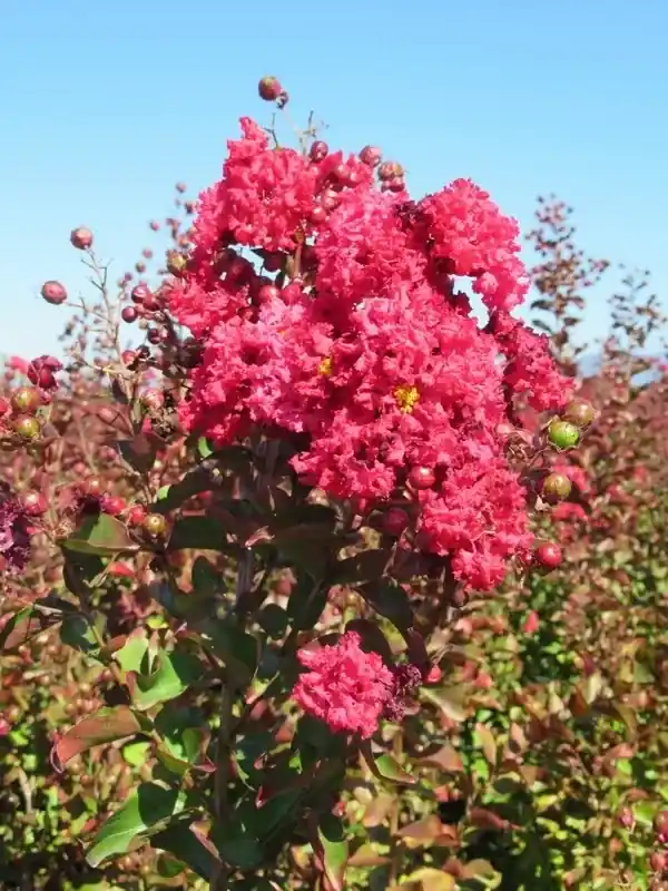 Rode Lagerstroemia als boom (Lagerstroemia indica) - Hoog gewaardeerd