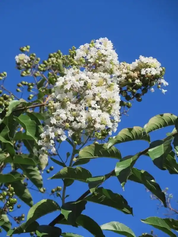 Witte Lagerstroemia als boom (Lagerstroemia indica) - Uitverkoop