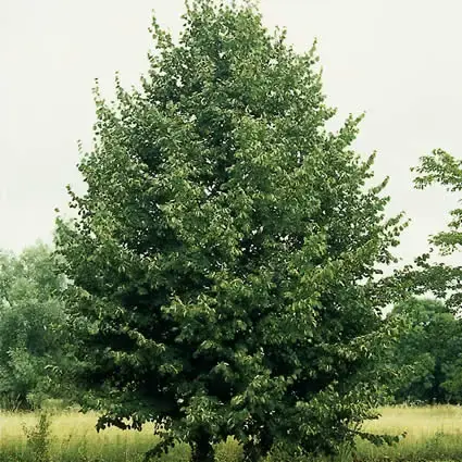 Rechtstreeks van de fabrikant - Lindeboom (Tilia cordata ‘Greenspire‘)