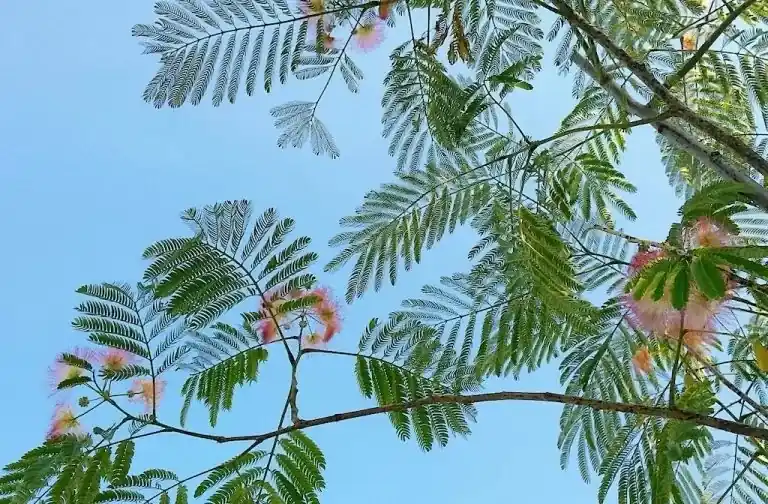 Perzische Slaapboom (Albizia julibrissin ‘Ombrella‘) | Veilig winkelen