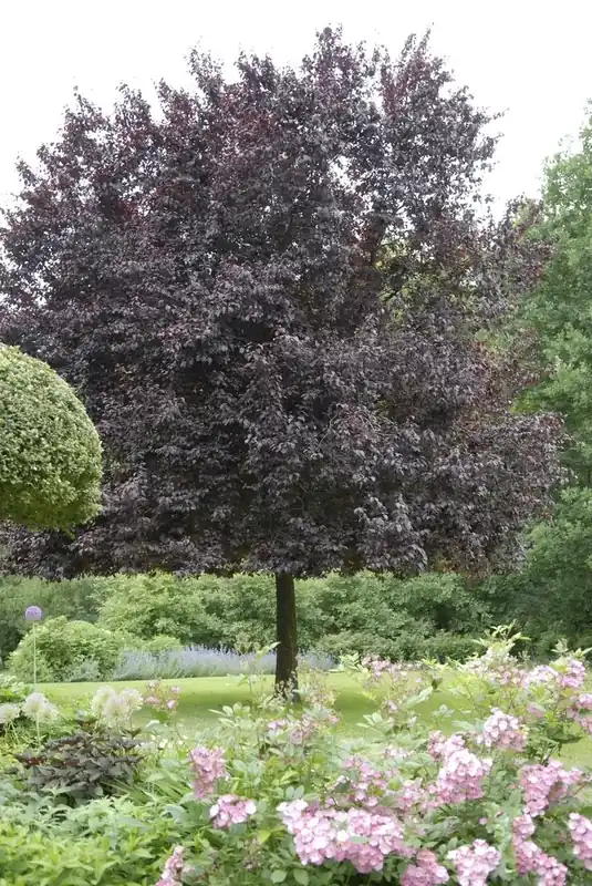 Zeer goed beoordeeld | Rode Kerspruim als boom (Prunus cerasifera ‘Nigra‘)