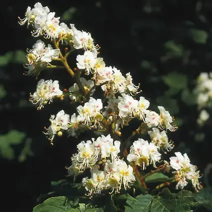 Witte paardenkastanje (Aesculus hippocastanum) - Online bestelbaar