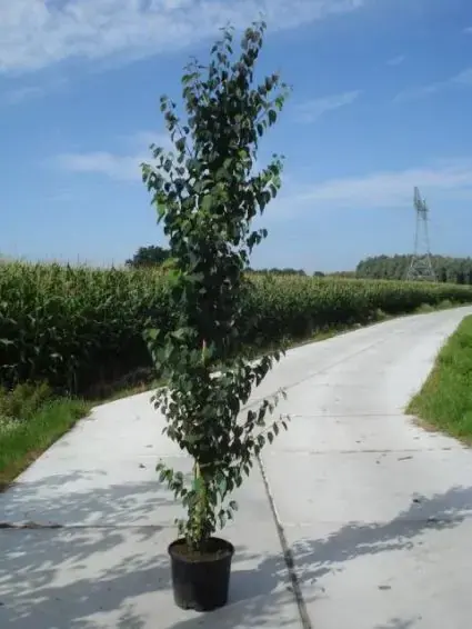 Scherpe prijs | Katsoera als boom (Cercidiphyllum japonicum)