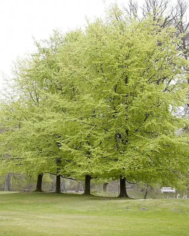 Expreslevering | Beukenboom (Fagus sylvatica)