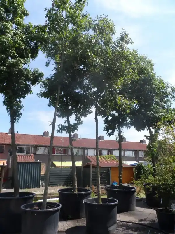 Nu beschikbaar | Amerikaanse eik (Quercus rubra)