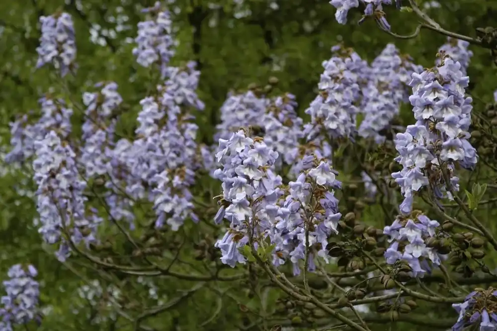 Gratis retourneren - Anna Paulownaboom (Paulownia tomentosa)