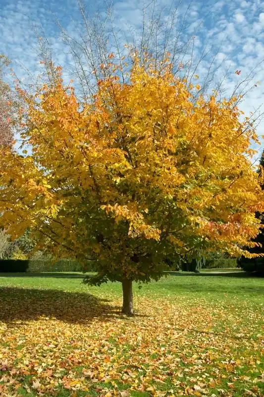 Bespaar meer | Perzisch IJzerhout als boom (Parrotia persica)
