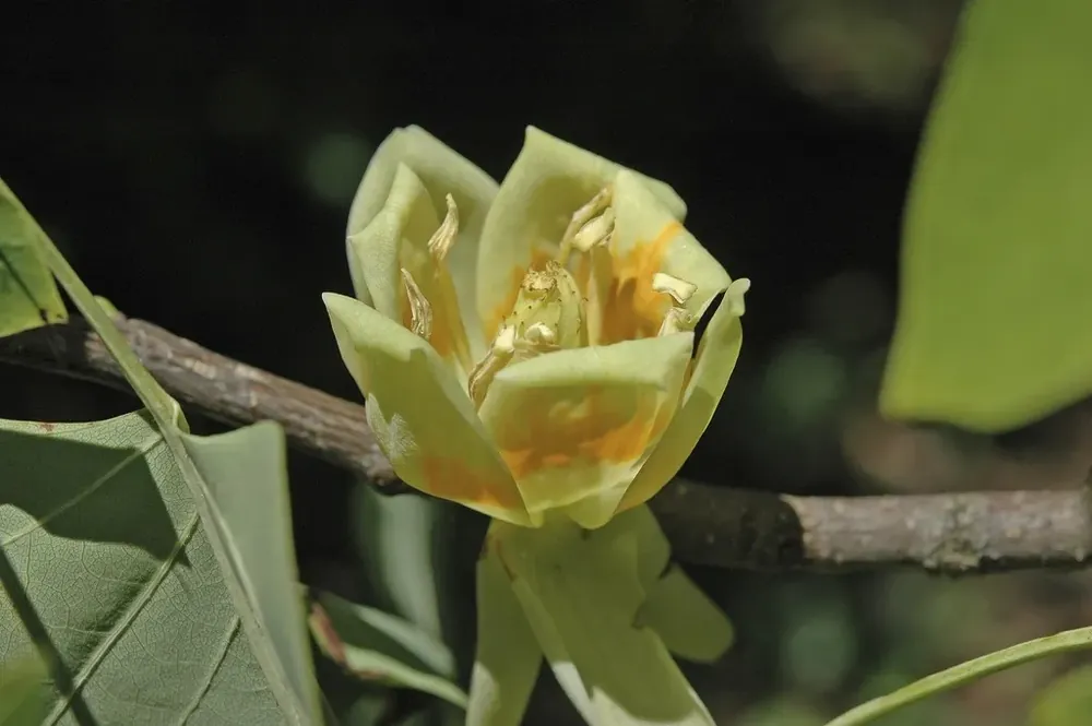 Uitverkoop - Tulpenboom (Liriodendron tulipifera)