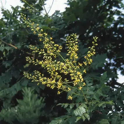 Premium - Zeepboom (Koelreuteria paniculata)