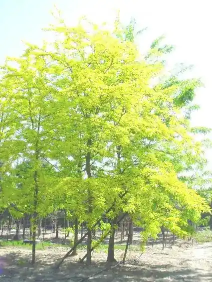 Geelbladige Christusdoorn (Gleditsia triacanthos ‘Sunburst‘) | Zojuist toegevoegd